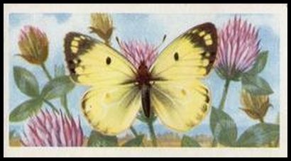 45 Pale Clouded Yellow